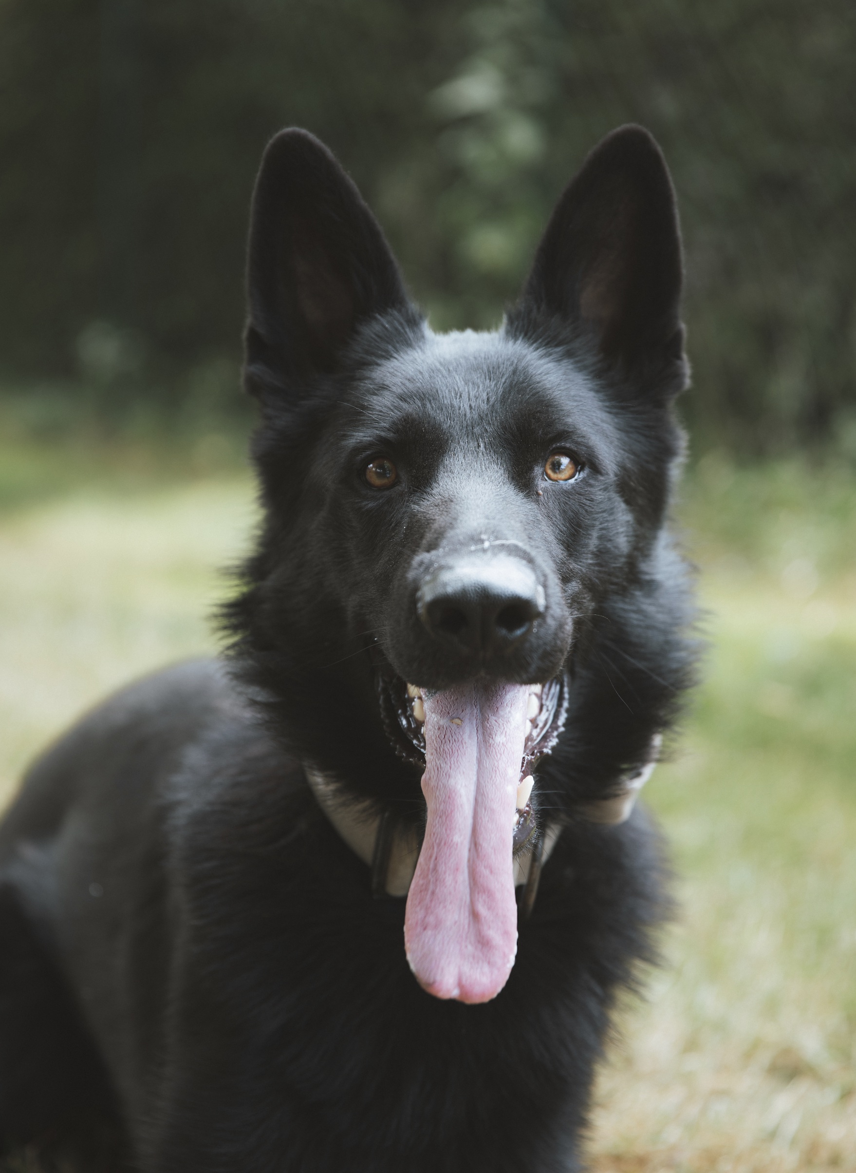 Hund Venom
